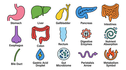 An infographic illustrating various organs and processes of the human digestive system, including the stomach, liver, intestines, and enzymes.