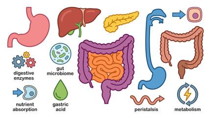 An illustration showcasing the key components and processes of the human digestive system,