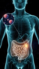 An Xray style torso with highlighted intestines and cell inset showing gut activity and Stool formation