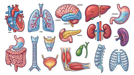 A comprehensive collection of detailed illustrations of various human organs, including the heart, lungs, brain, liver, stomach, kidneys, and more, presented in a clear and organized manner.