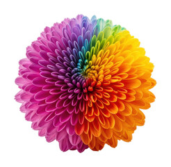 Vibrant rainbow flower bloom nature bright colors isolated on transparent background