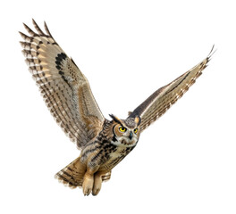 Majestic owl in flight forest habitat wildlife nature scene isolated on transparent background
