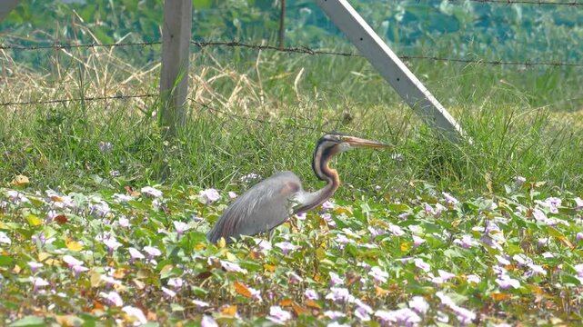 A purple heron or ardea purpurea bird, one type of long neck bird during it hunting fish in wetland swamp. Animal living in nature footage.
