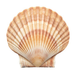 Beach shell collecting adventure coastal shoreline nature isolated on transparent background