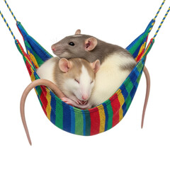 Rats cuddling in colorful hammock animal cozy isolated on transparent background