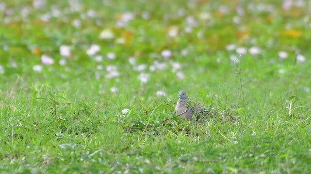 A heron bird, one type of long neck bird during it hunting fish in wetland swamp. Animal living in nature footage.	