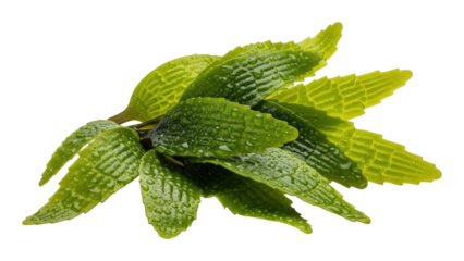 Decorative green leaves nature botanical arrangement isolated on transparent background