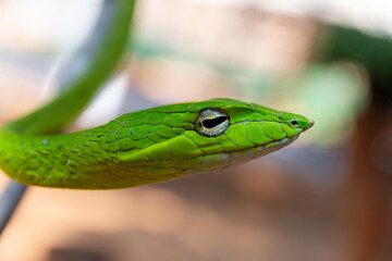 Fototapeta premium A closeup of a dangerous green reptile with vivid scales, possibly a python or mamba, slithering through wild grass and onto a tree branch in its natural wildlife habitat