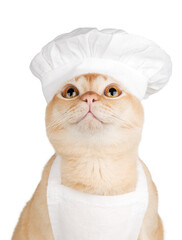 A Burmese cat in a chefs hat looks up against a transparent background.