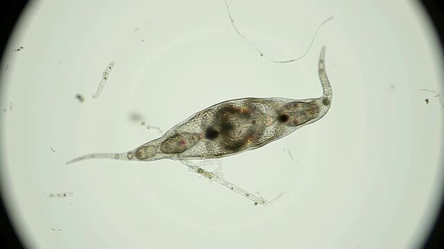Microscopic aquatic rotifer viewed, single specimen in focus, white background, for educational use