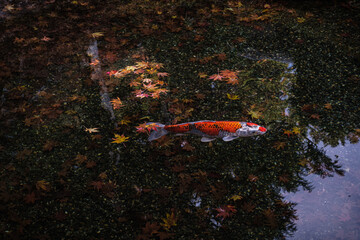 京都府大原寂光院錦鯉秋水に宿るもの