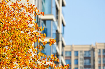 Autumn Colorful Leaves in Chinese temple