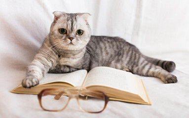Cute cat plays with glasses and open books close up