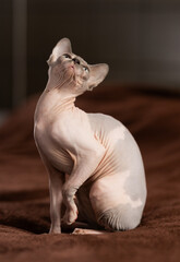 Animal, cat and sphinx concept - bald sphinx cat on on soft blanket