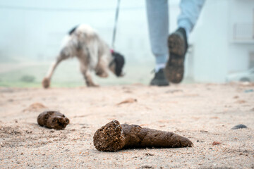 Dog poop laying on a sandy beach, illustrating pet owner irresponsibility and environmental...