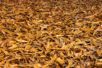 冬の森　落ち葉が一面に積もる地面04 © スタジオ　スパロウ