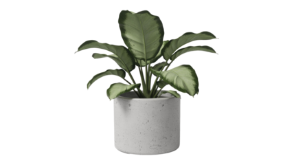 Dieffenbachia Plant in Pot - Isolated