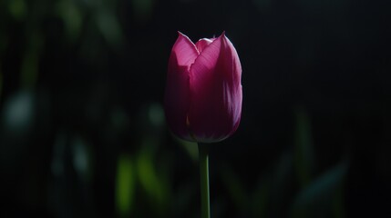 A single pink tulip in full bloom.