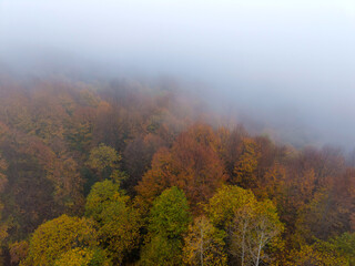 A dense autumn forest rises into thick drifting fog from an aerial view