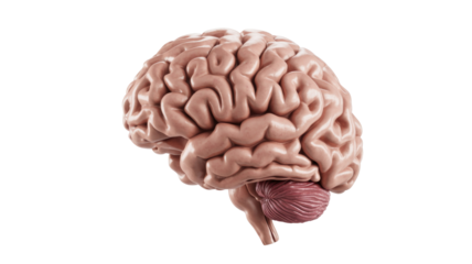 Human Brain Anatomy on Isolated Background