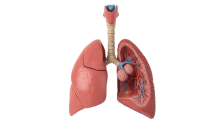 Human lungs cross section anatomy model