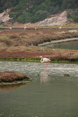 Beautiful flamingos on wild side of Turkey