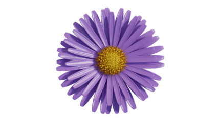 Purple Aster Flower Isolated
