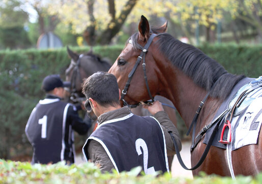 Caballo de carreras y mozo de la mano en hip&oacute;dromo