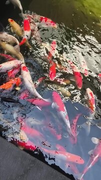 see rows of beautiful and beautiful koi fish