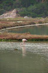 Beautiful flamingos on wild side of Turkey