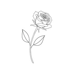 Delicate line drawing of a rose isolated on white background, Vector, illustration