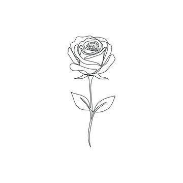 Elegant single rose line art isolated on white background, Vector, illustration