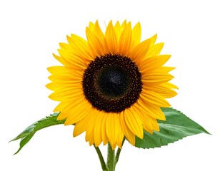 Vivid, full-bloom flower with bright yellow petals, green leaves