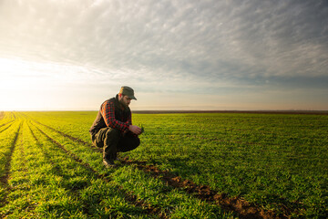 Young farmer examing planted young wheat