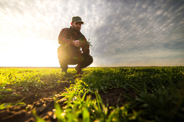 Young farmer examing planted young wheat