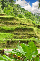 typical landscape of rice terraces near Ubud, Bali, Indonesia