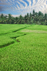 typical landscape of rice terraces near Ubud, Bali, Indonesia
