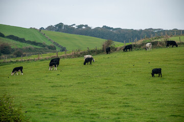 Fototapeta premium Rural landscape with grazing cows on lush green fields, showcasing natural agriculture and serene countryside vibes.