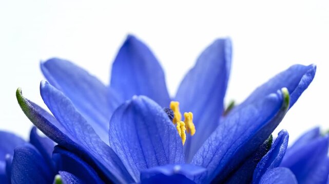 Extreme slow motion macro view of delicate blue flower petals gently unfurling against a pristine isolated white background creating a subtle bottom border decoration vibrant, flower, natural