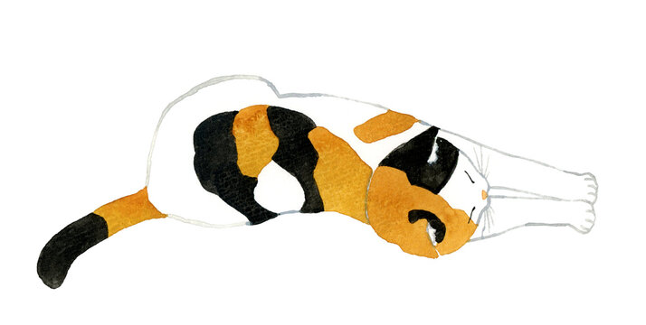 根ながら伸びをしている三毛猫　ペット・動物の手描き水彩イラスト素材