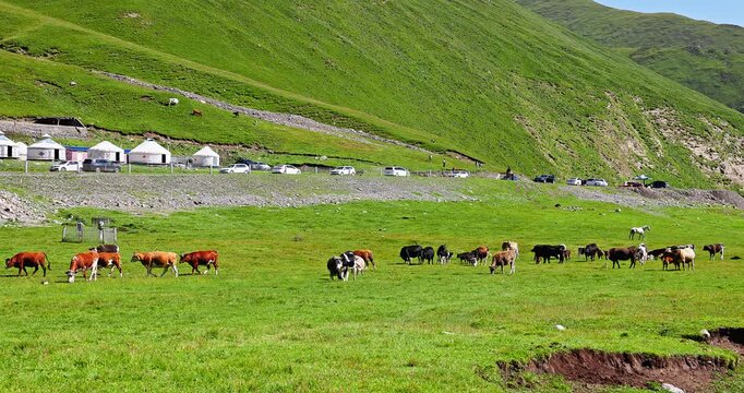 A group of cows grazing in green meadow with white yurts and mountain landscape in Xinjiang, China. 