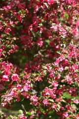 Obraz premium pink flowers background