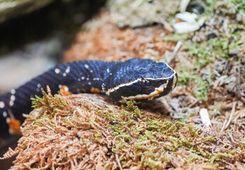 Portrait of a moccasin snake in its natural habitat. Close-up of the snake. Agkistrodon piscivorus.
