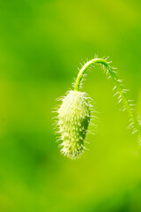 A closed green poppy blossom. Close-up of the plant against a green background.
