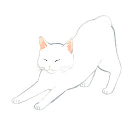 伸びをする白猫　ペット・動物の手描き水彩イラスト素材