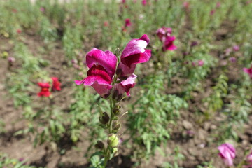 Closeup of crimson flowers of Antirrhinum majus in mid July