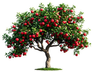 Apple Tree Trunk and Lower Canopy with Hanging Red Apples, Side Angle, Transparent PNG.