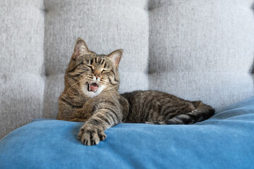 Yawning tabby cat resting on a sofa cushion indoors, funny sleepy moment in a cozy home interior.