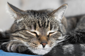 Obraz premium Close-up of a relaxed tabby cat resting on a blue cushion indoors