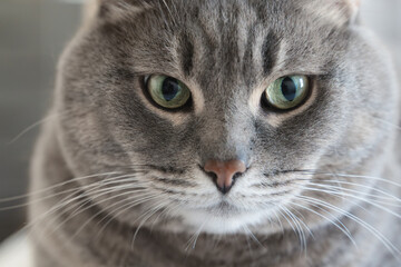 Close-up of a gray cat with green eyes indoors, soft natural light highlighting fur texture and calm attentive gaze.	